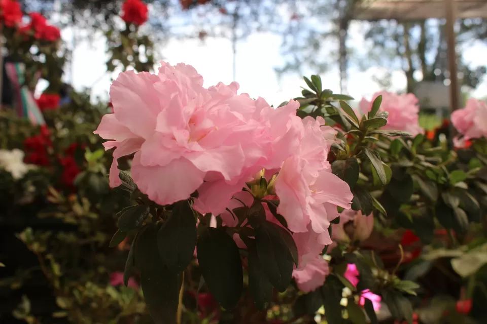 Photo of Rose Garden, Munnar - Udumalpet Rd, Nullatanni, Munnar, Kerala, India by Neha Kadam