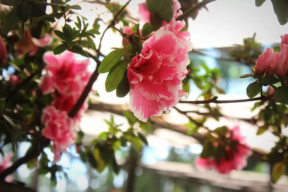 Photo of Rose Garden, Munnar - Udumalpet Rd, Nullatanni, Munnar, Kerala, India by Neha Kadam