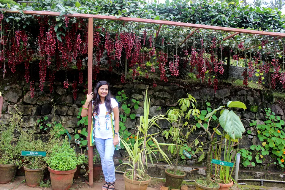 Photo of Rose Garden, Munnar - Udumalpet Rd, Nullatanni, Munnar, Kerala, India by Neha Kadam