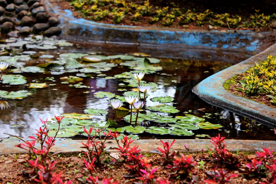 Photo of Rose Garden, Munnar - Udumalpet Rd, Nullatanni, Munnar, Kerala, India by Neha Kadam