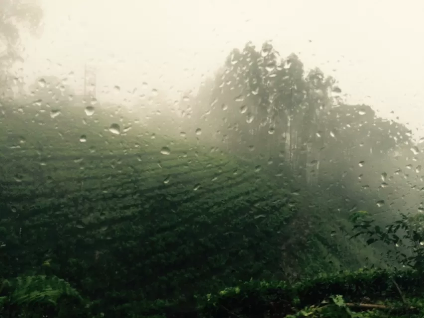 Photo of Tea Garden Munnar Kerala, Munnar, Kerala, India by Neha Kadam