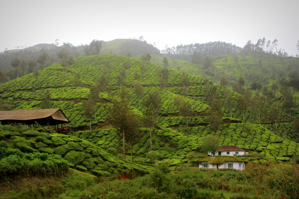 Photo of Kerala Diaries - Exploring Munnar by Neha Kadam