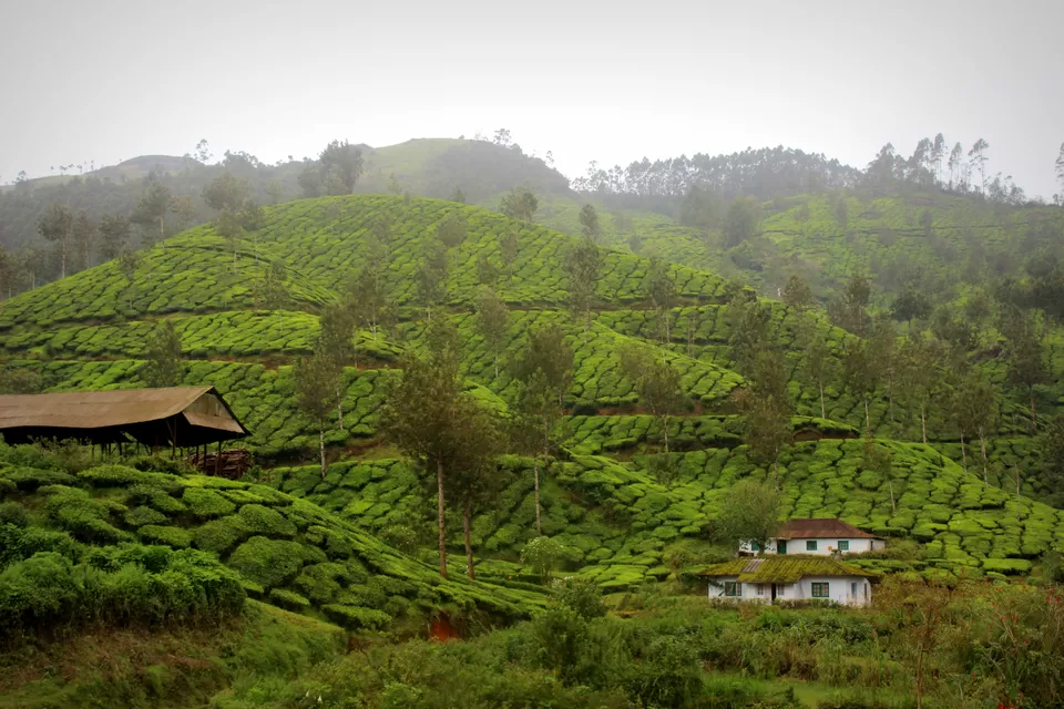 Photo of Tea Garden Munnar Kerala, Munnar, Kerala, India by Neha Kadam