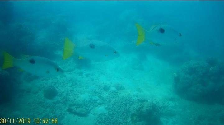 Photo of Andaman & Nicobar Island - My First Ever Visit To An Island by Vaswati