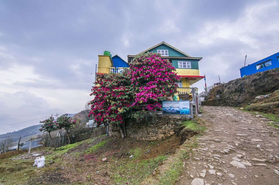 Photo of Sandakphu Safari - The Highest Peak of West Bengal, by 4 Wheeler by Vaswati
