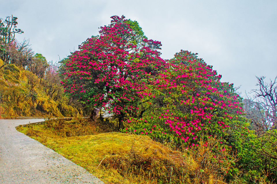 Photo of Sandakphu Safari - The Highest Peak of West Bengal, by 4 Wheeler by Vaswati