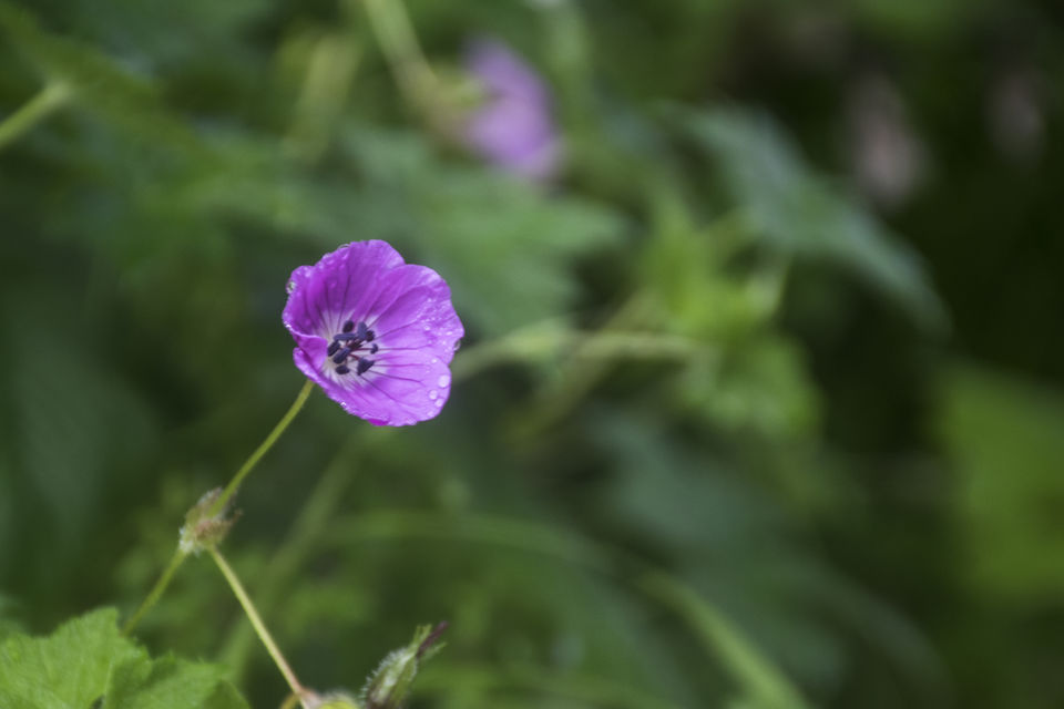 Photo of Valley of Flowers and Hemkund Saheb Trek With INDIAHIKES 37/78 by Vaswati