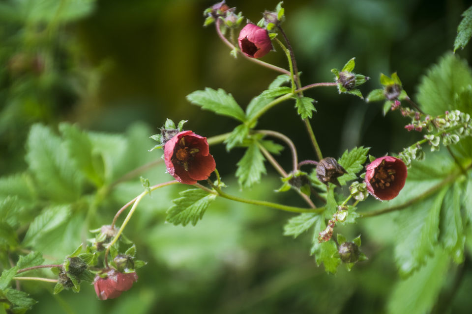 Photo of Valley of Flowers and Hemkund Saheb Trek With INDIAHIKES 36/78 by Vaswati