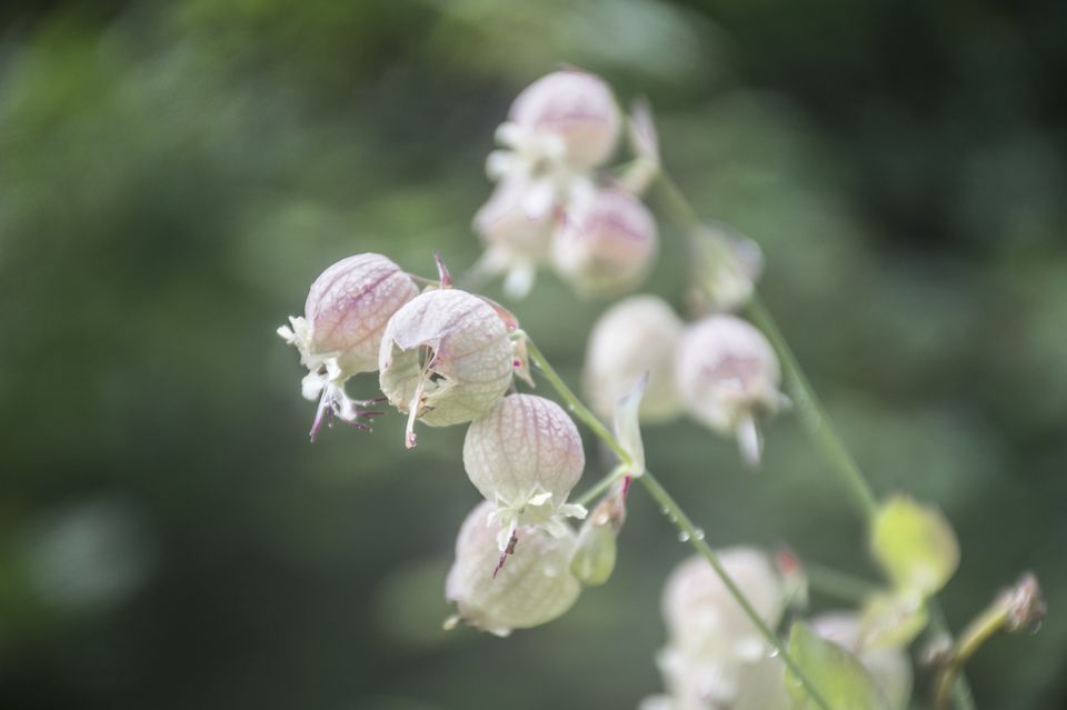 Photo of Valley of Flowers and Hemkund Saheb Trek With INDIAHIKES 42/78 by Vaswati