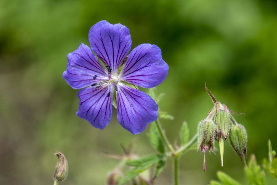 Photo of Valley of Flowers and Hemkund Saheb Trek With INDIAHIKES 46/78 by Vaswati