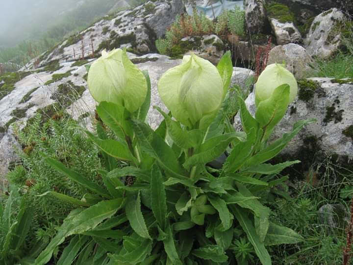 Photo of Valley of Flowers and Hemkund Saheb Trek With INDIAHIKES 67/78 by Vaswati