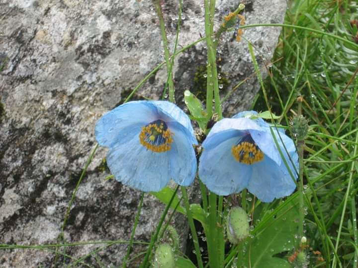 Photo of Valley of Flowers and Hemkund Saheb Trek With INDIAHIKES 65/78 by Vaswati