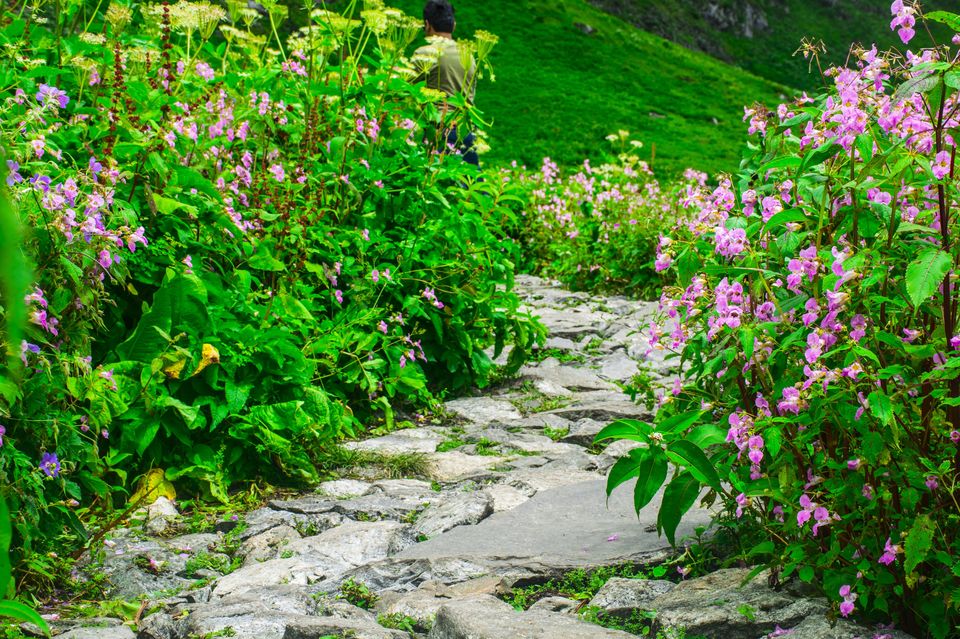 Photo of Valley of Flowers and Hemkund Saheb Trek With INDIAHIKES 51/78 by Vaswati