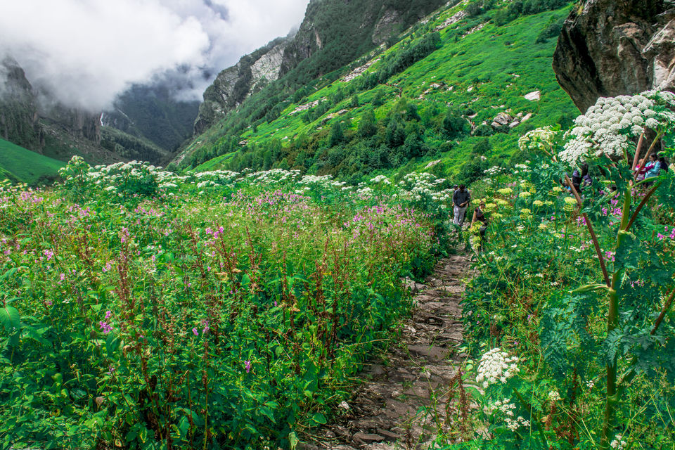 Photo of Valley of Flowers and Hemkund Saheb Trek With INDIAHIKES 54/78 by Vaswati
