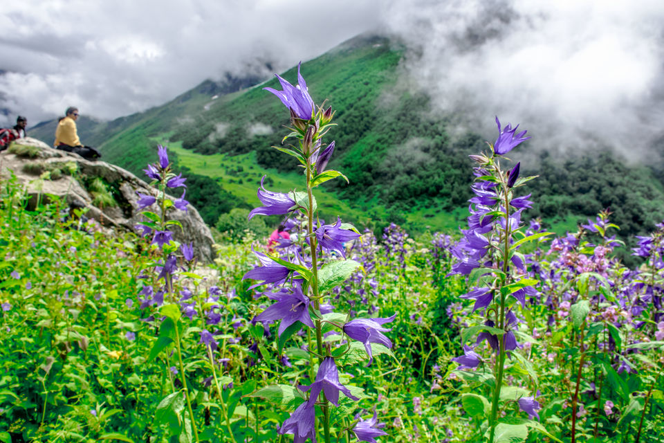 Photo of Valley of Flowers and Hemkund Saheb Trek With INDIAHIKES 53/78 by Vaswati