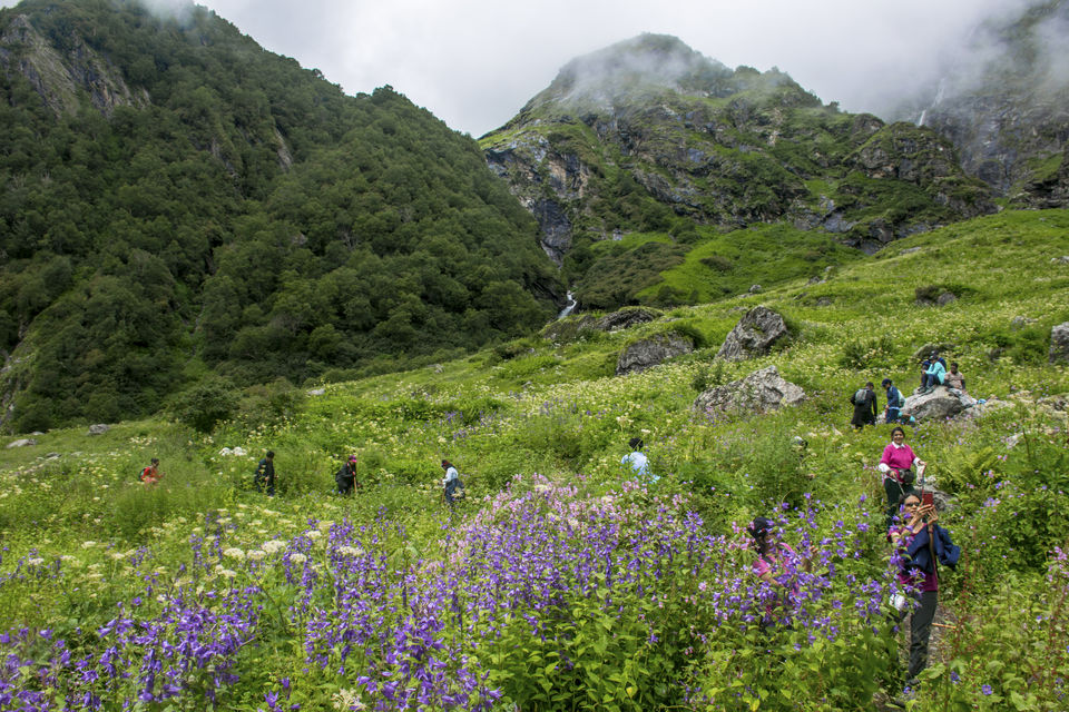 Photo of Valley of Flowers and Hemkund Saheb Trek With INDIAHIKES 55/78 by Vaswati