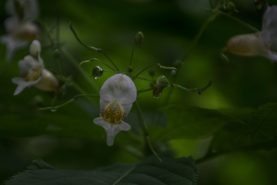 Photo of Valley of Flowers and Hemkund Saheb Trek With INDIAHIKES 16/78 by Vaswati