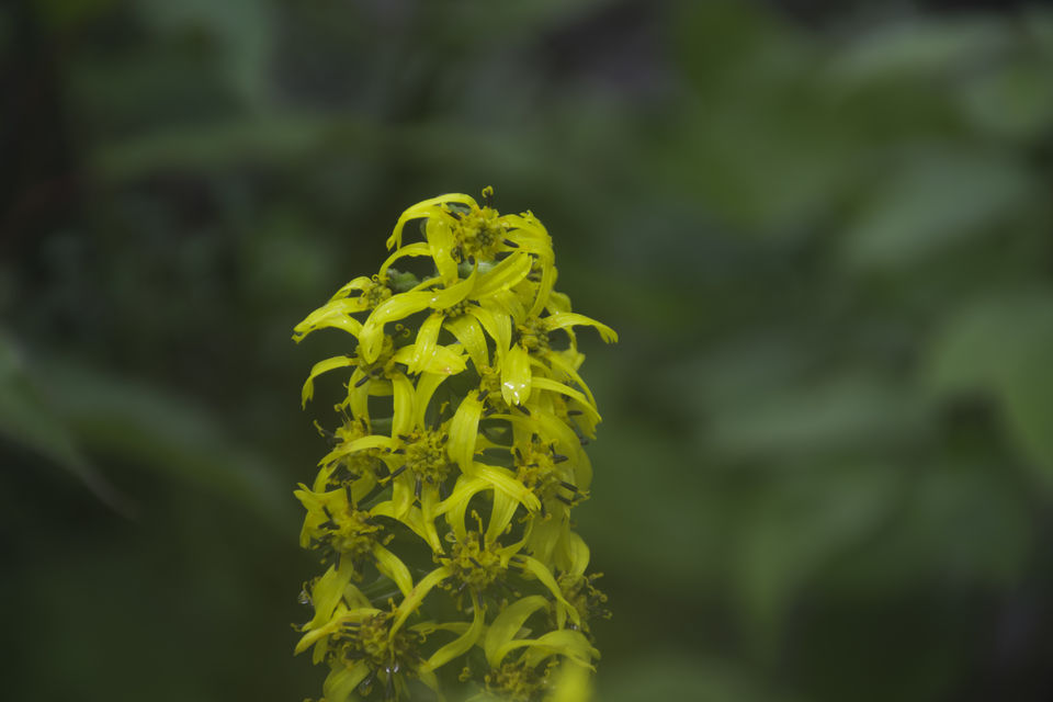 Photo of Valley of Flowers and Hemkund Saheb Trek With INDIAHIKES 41/78 by Vaswati