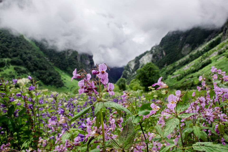 Photo of Valley of Flowers and Hemkund Saheb Trek With INDIAHIKES 48/78 by Vaswati