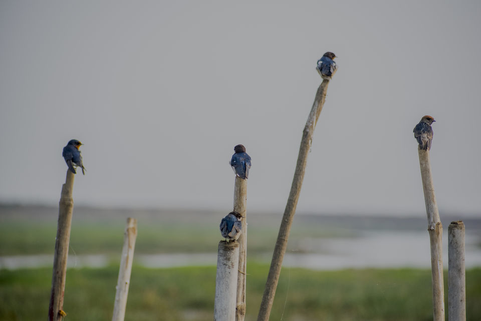 Photo of This Wetland Is The Abode of More Than 200 Spcies Of Migratory Birds In Winter Season by Vaswati