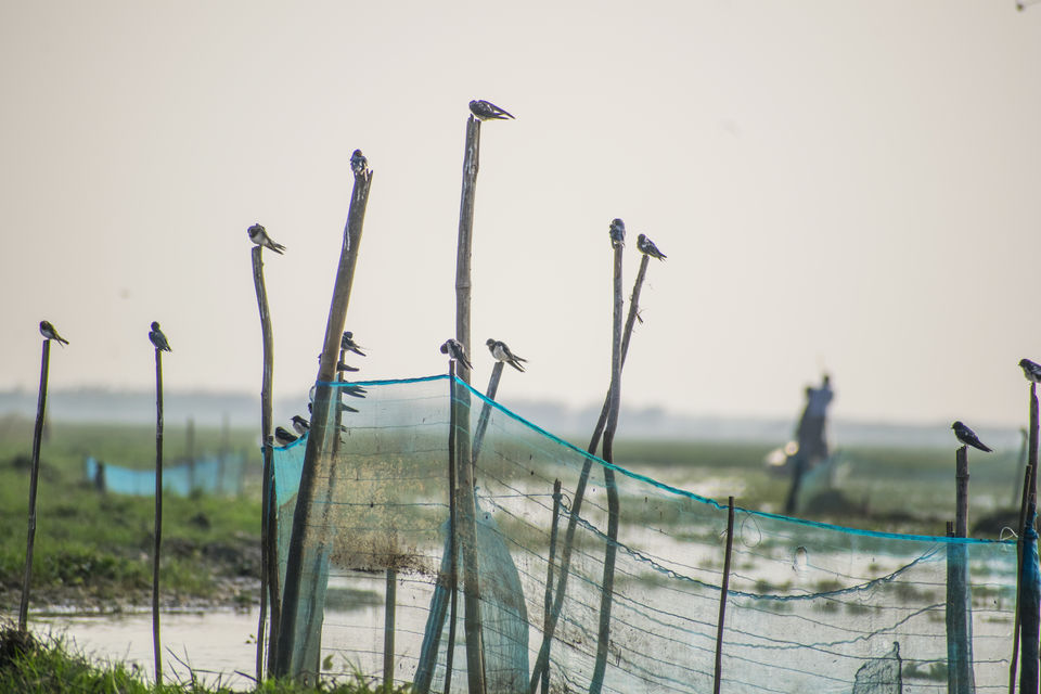 Photo of This Wetland Is The Abode of More Than 200 Spcies Of Migratory Birds In Winter Season by Vaswati