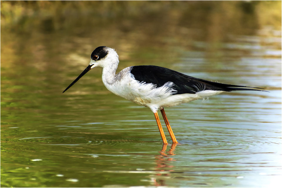 Photo of This Wetland Is The Abode of More Than 200 Spcies Of Migratory Birds In Winter Season by Vaswati