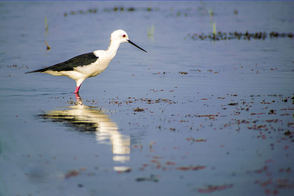 Photo of This Wetland Is The Abode of More Than 200 Spcies Of Migratory Birds In Winter Season by Vaswati
