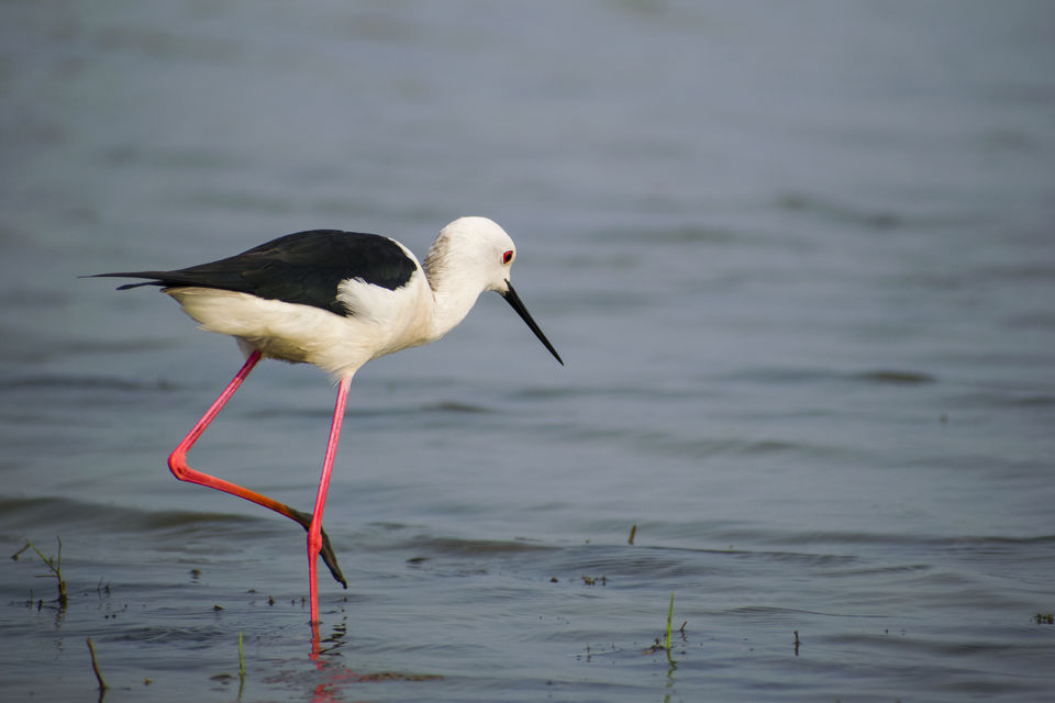 Photo of This Wetland Is The Abode of More Than 200 Spcies Of Migratory Birds In Winter Season by Vaswati