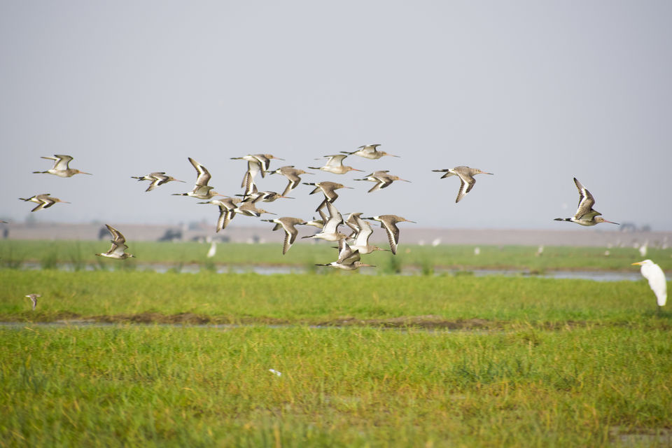 Photo of This Wetland Is The Abode of More Than 200 Spcies Of Migratory Birds In Winter Season by Vaswati