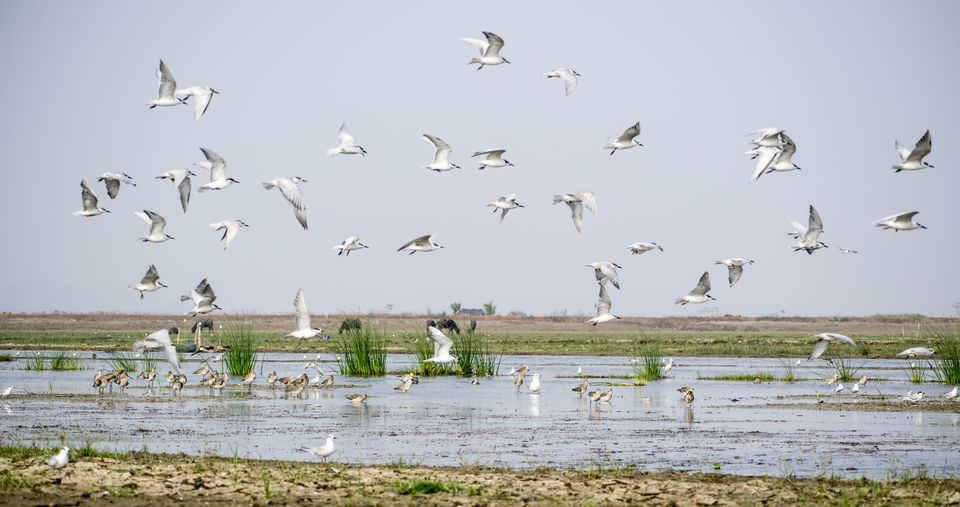 Photo of This Wetland Is The Abode of More Than 200 Spcies Of Migratory Birds In Winter Season by Vaswati