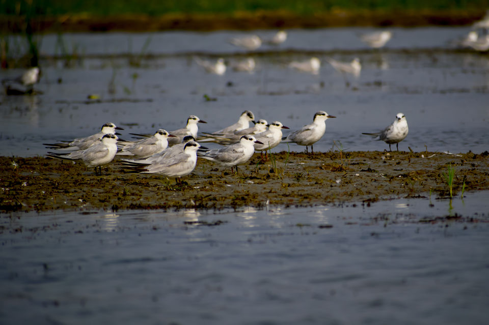 Photo of This Wetland Is The Abode of More Than 200 Spcies Of Migratory Birds In Winter Season by Vaswati