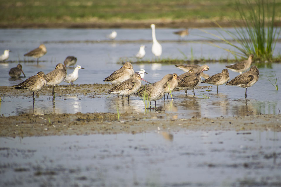 Photo of This Wetland Is The Abode of More Than 200 Spcies Of Migratory Birds In Winter Season by Vaswati