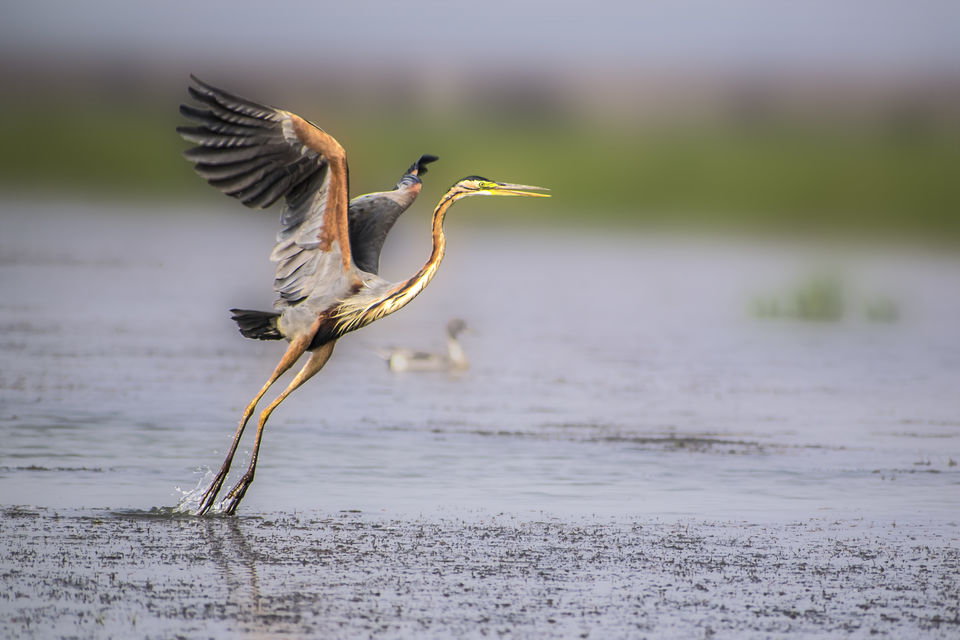 Photo of This Wetland Is The Abode of More Than 200 Spcies Of Migratory Birds In Winter Season by Vaswati