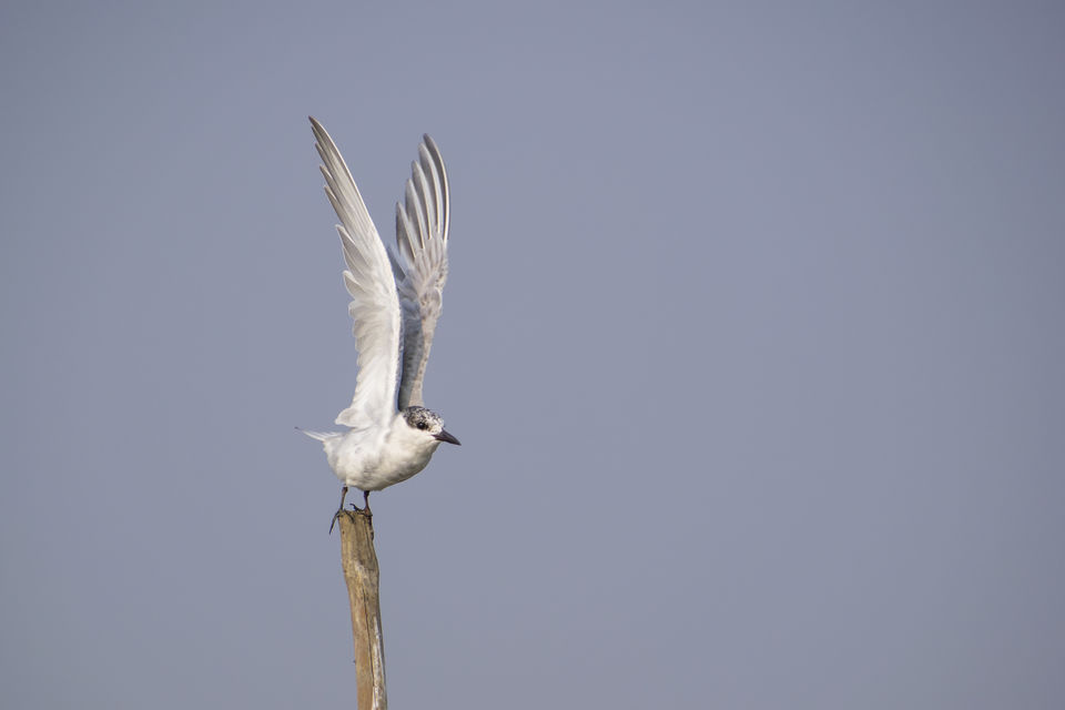 Photo of This Wetland Is The Abode of More Than 200 Spcies Of Migratory Birds In Winter Season by Vaswati