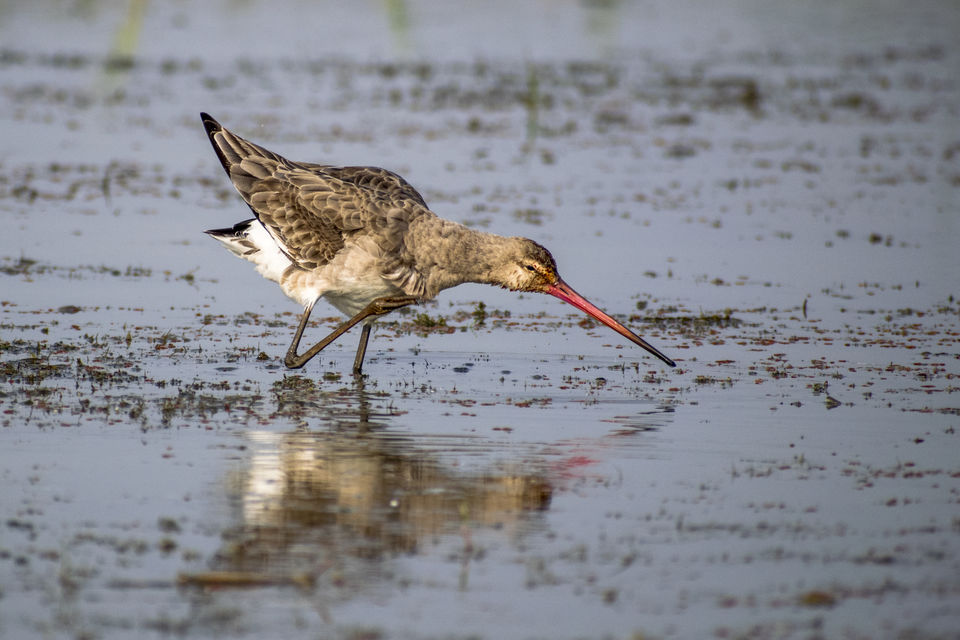 Photo of This Wetland Is The Abode of More Than 200 Spcies Of Migratory Birds In Winter Season by Vaswati