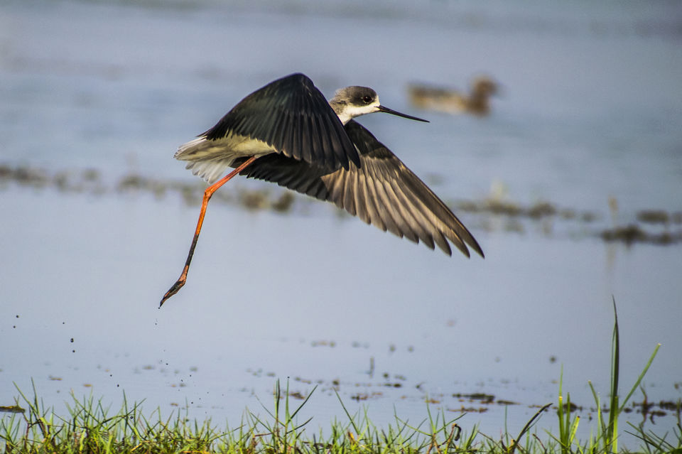 Photo of This Wetland Is The Abode of More Than 200 Spcies Of Migratory Birds In Winter Season by Vaswati