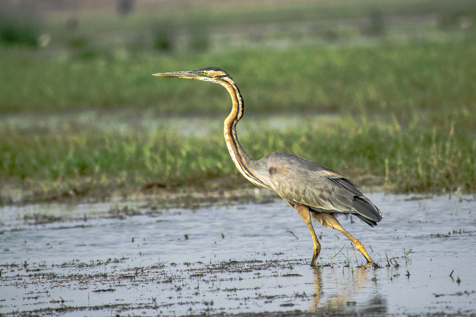 Photo of This Wetland Is The Abode of More Than 200 Spcies Of Migratory Birds In Winter Season by Vaswati