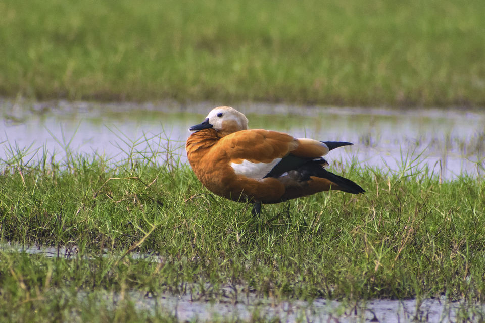 Photo of This Wetland Is The Abode of More Than 200 Spcies Of Migratory Birds In Winter Season by Vaswati