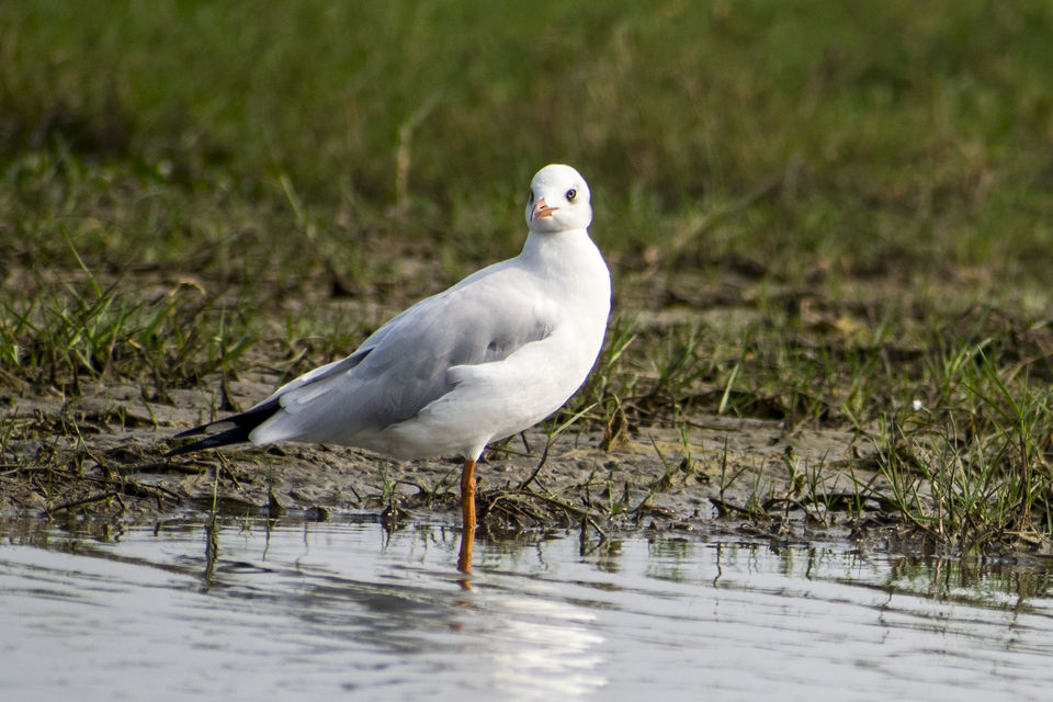 Photo of This Wetland Is The Abode of More Than 200 Spcies Of Migratory Birds In Winter Season by Vaswati