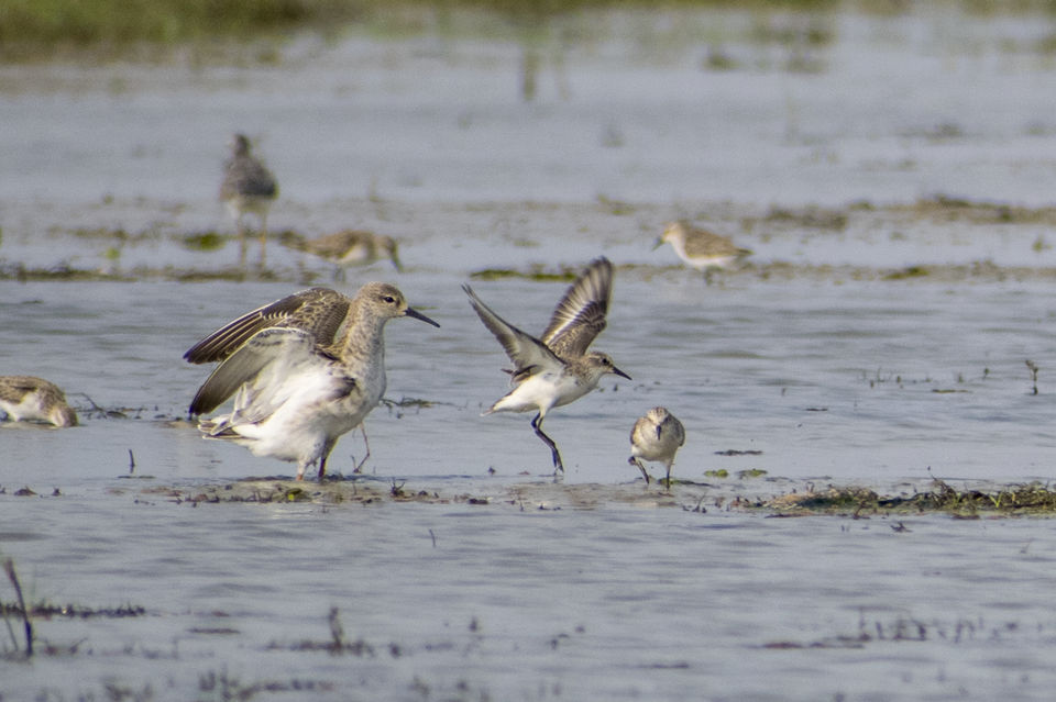 Photo of This Wetland Is The Abode of More Than 200 Spcies Of Migratory Birds In Winter Season by Vaswati