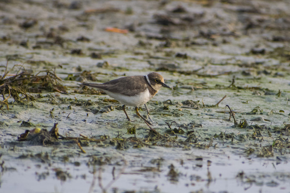 Photo of This Wetland Is The Abode of More Than 200 Spcies Of Migratory Birds In Winter Season by Vaswati