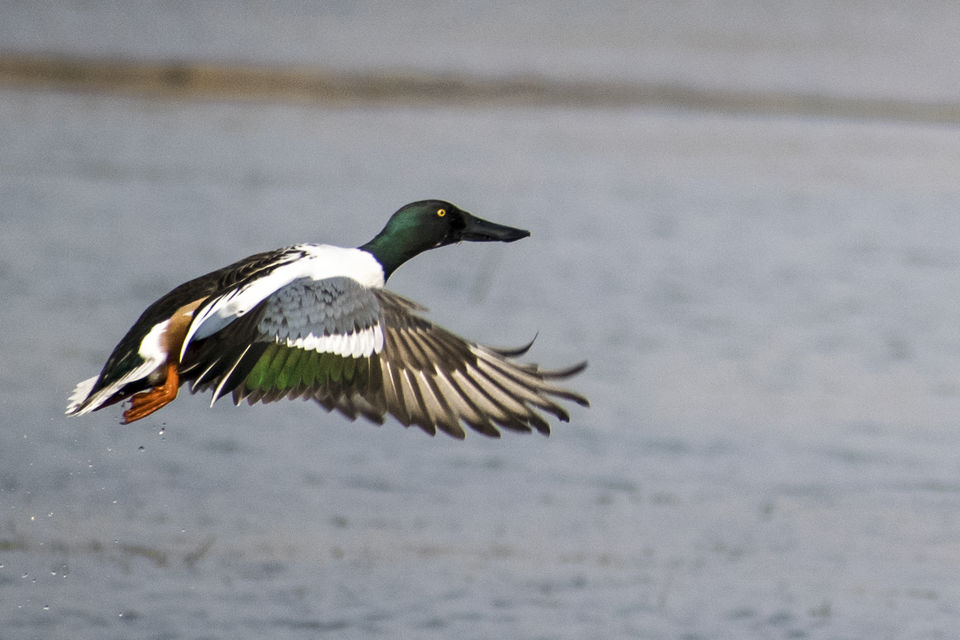 Photo of This Wetland Is The Abode of More Than 200 Spcies Of Migratory Birds In Winter Season by Vaswati