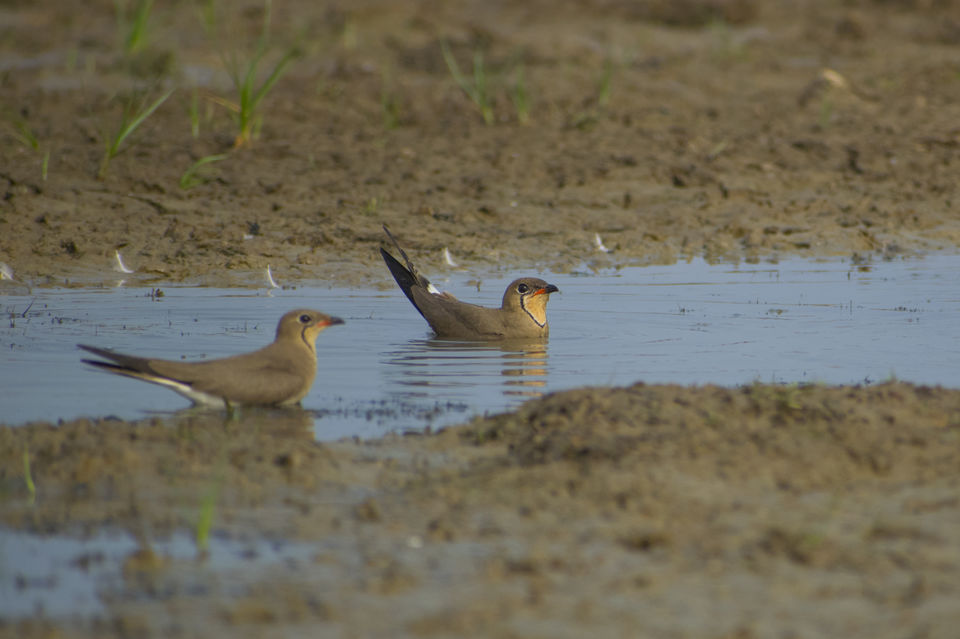 Photo of This Wetland Is The Abode of More Than 200 Spcies Of Migratory Birds In Winter Season by Vaswati