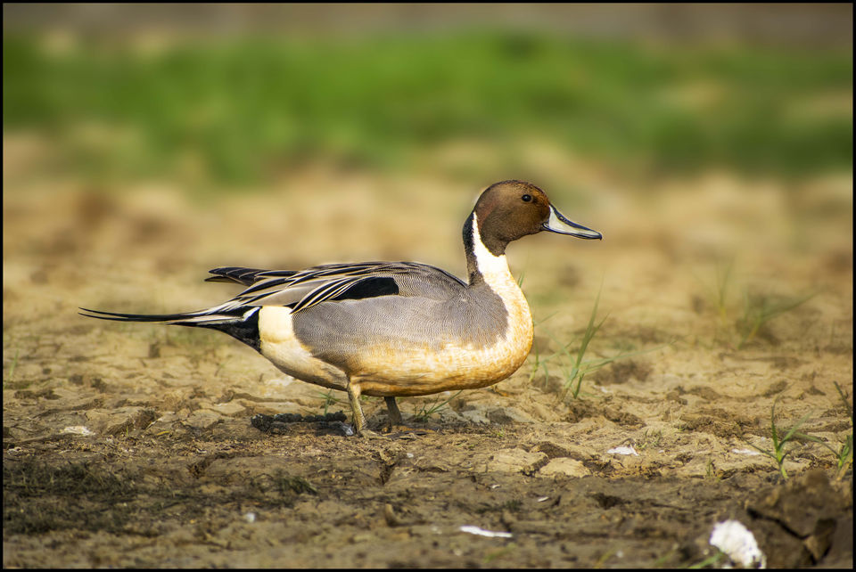 Photo of This Wetland Is The Abode of More Than 200 Spcies Of Migratory Birds In Winter Season by Vaswati