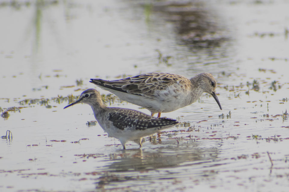 Photo of This Wetland Is The Abode of More Than 200 Spcies Of Migratory Birds In Winter Season by Vaswati