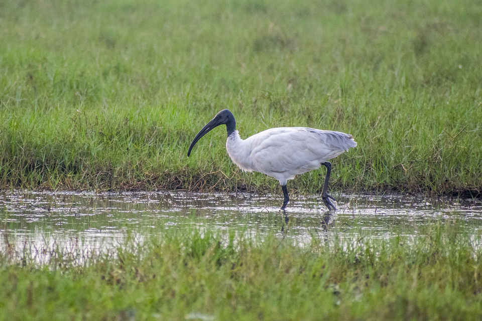 Photo of This Wetland Is The Abode of More Than 200 Spcies Of Migratory Birds In Winter Season by Vaswati