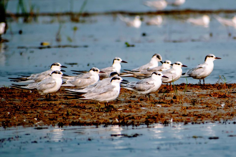 Photo of This Wetland Is The Abode of More Than 200 Spcies Of Migratory Birds In Winter Season by Vaswati