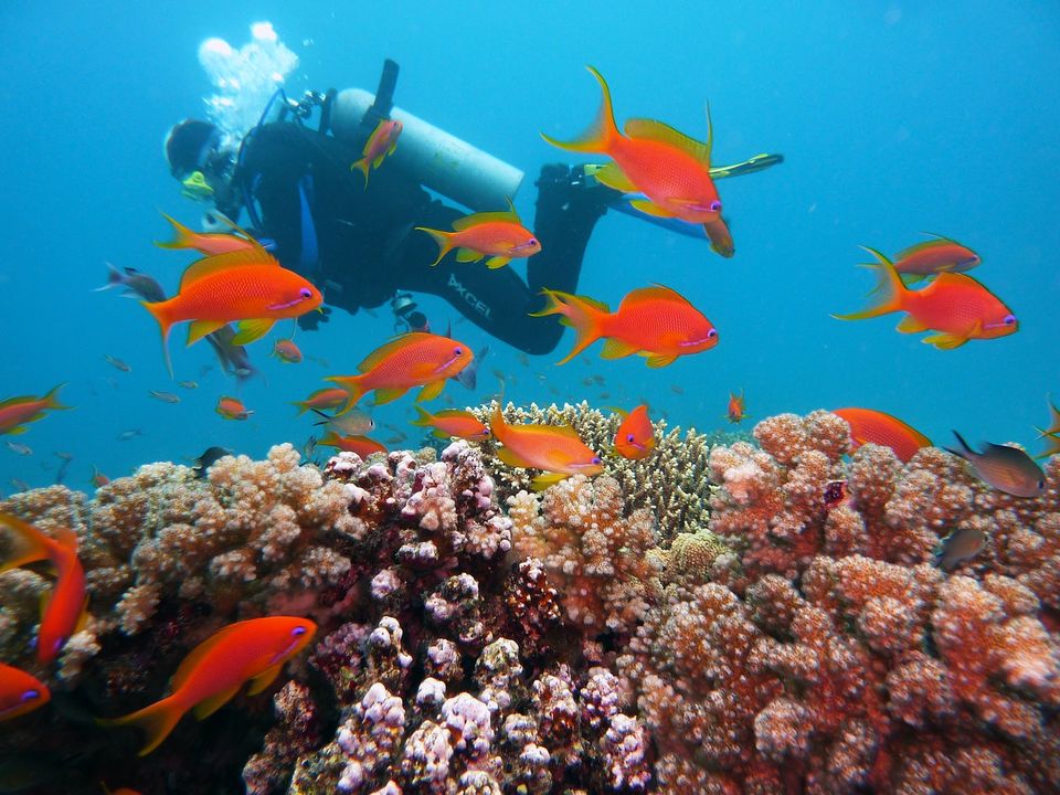 Photo of Havelock or Swaraj Dweep Island – A Slice Of Paradise 13/13 by Vaswati