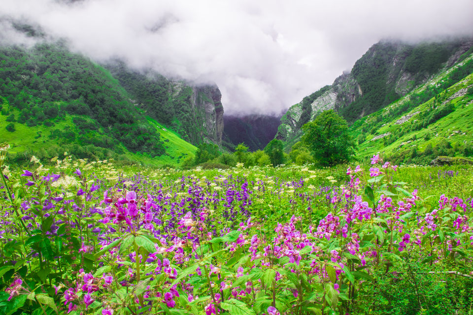 indiahikes valley of flowers trek