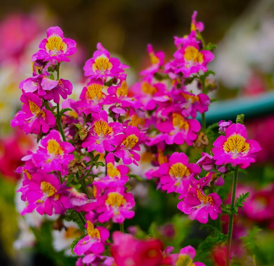 Photo of Ramdhura Village, Kalimpong, West Bengal, India by Vaswati